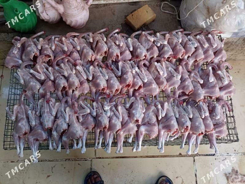 towuk juje horaz - Garadamak Şor - img 7