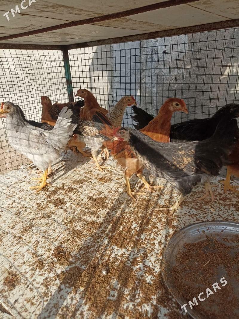 towuk juje horaz - Garadamak Şor - img 9