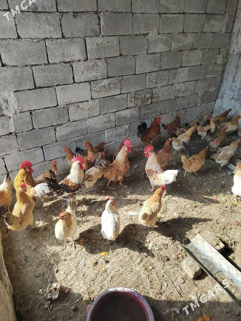 towuk juje horaz - Garadamak Şor - img 6