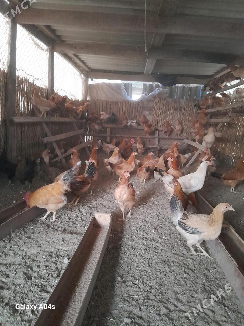 towuk juje horaz - Garadamak Şor - img 5