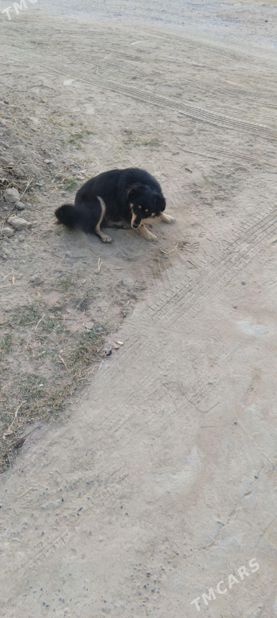 satlyk tohum it - Мары - img 3