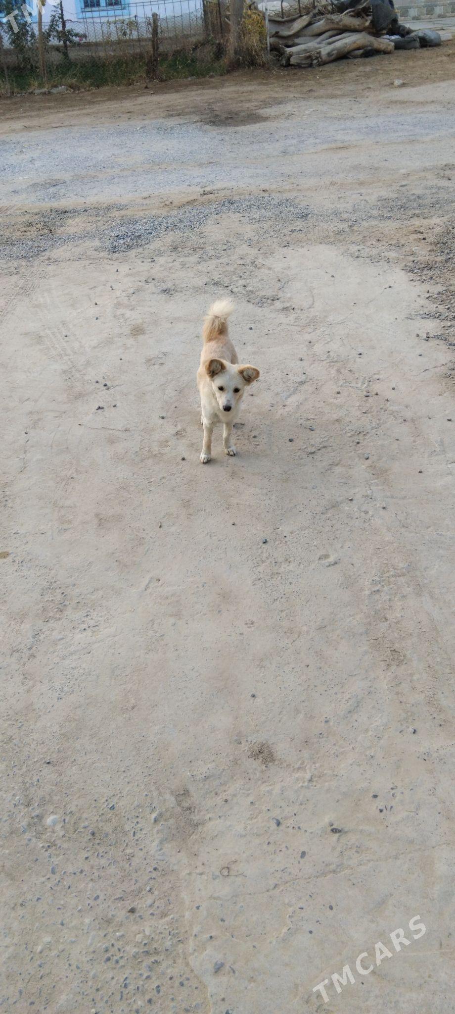 satlyk tohum it - Мары - img 2