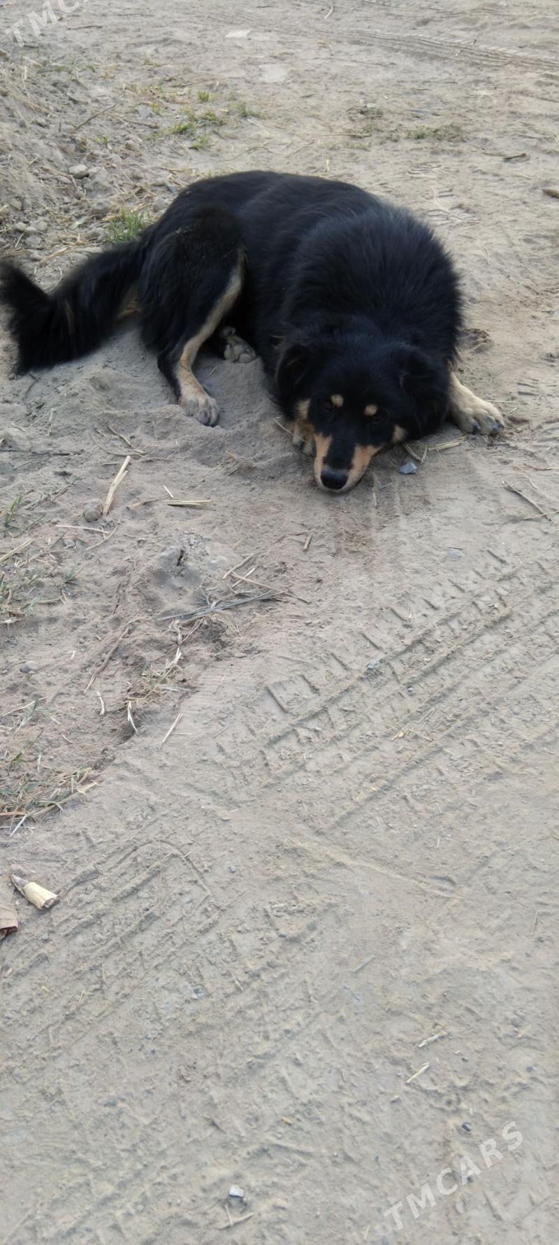 satlyk tohum it - Мары - img 7