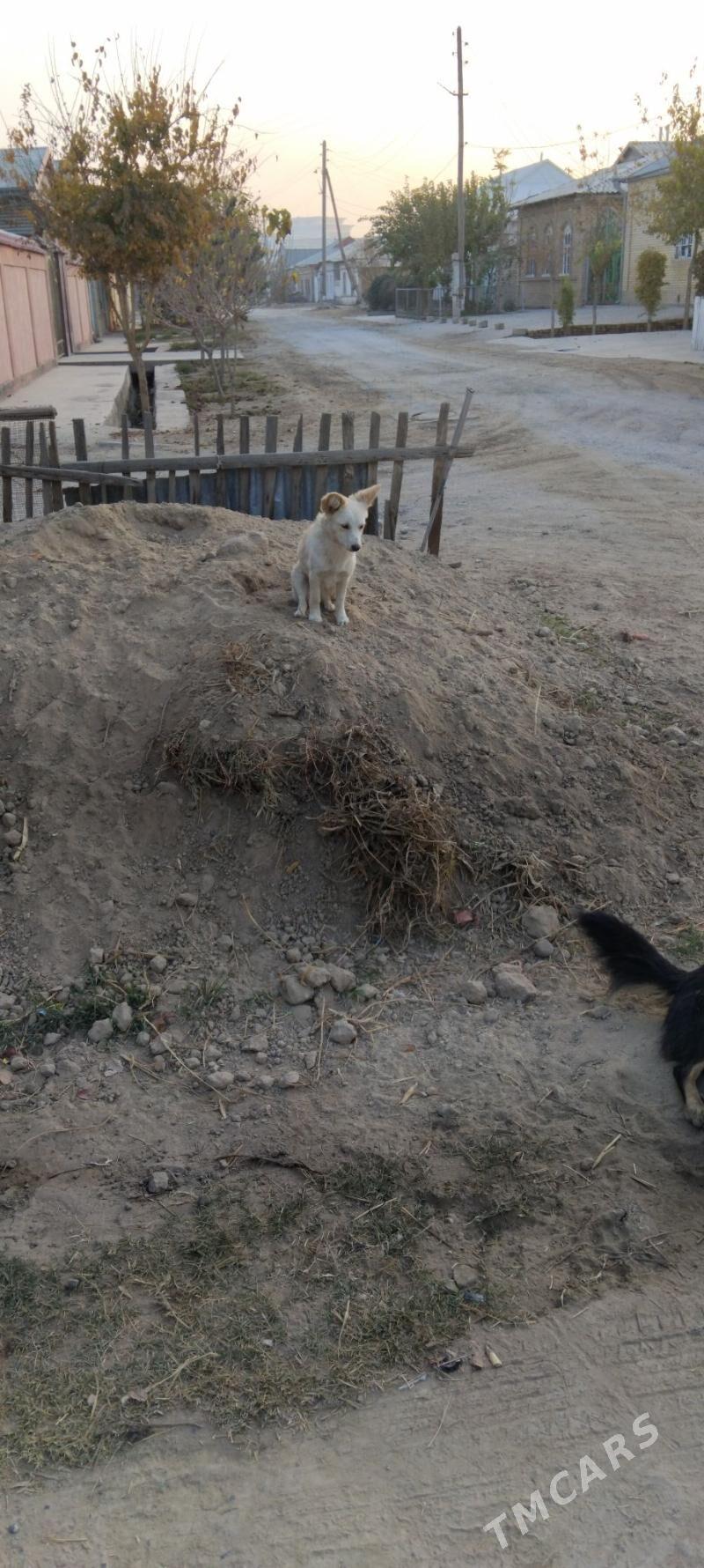 satlyk tohum it - Мары - img 5