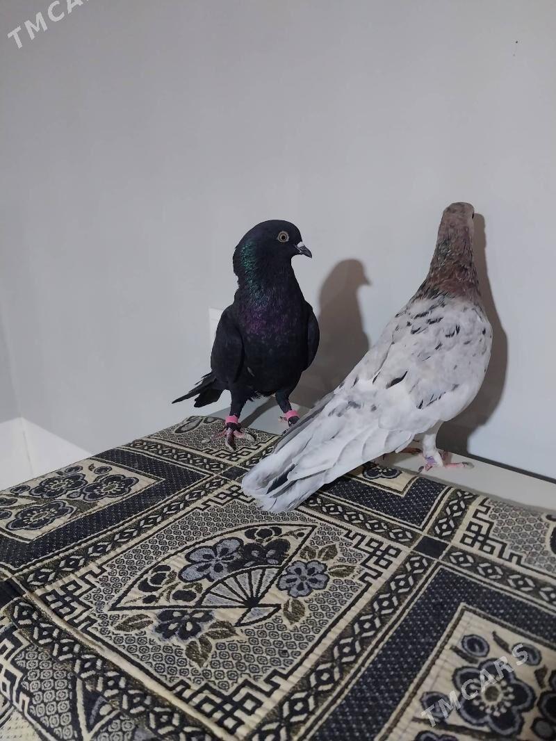 KEPDERI. - Мургап - img 8