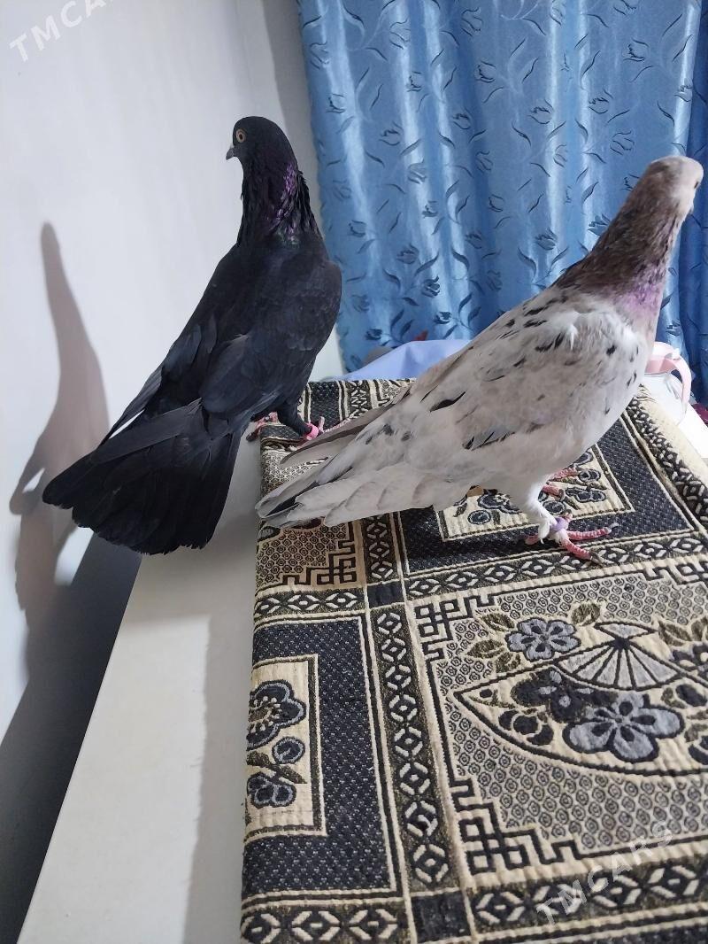 KEPDERI. - Мургап - img 6