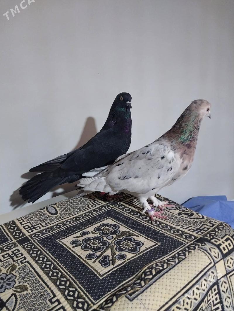 KEPDERI. - Мургап - img 5