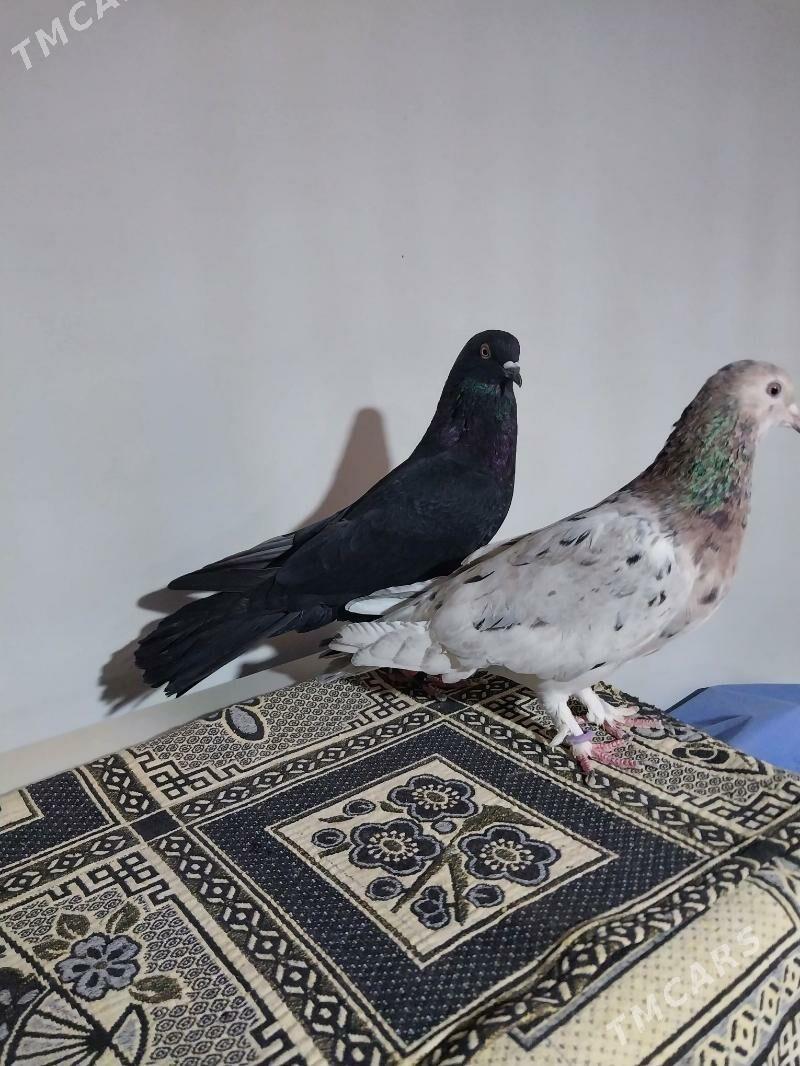 KEPDERI. - Мургап - img 4