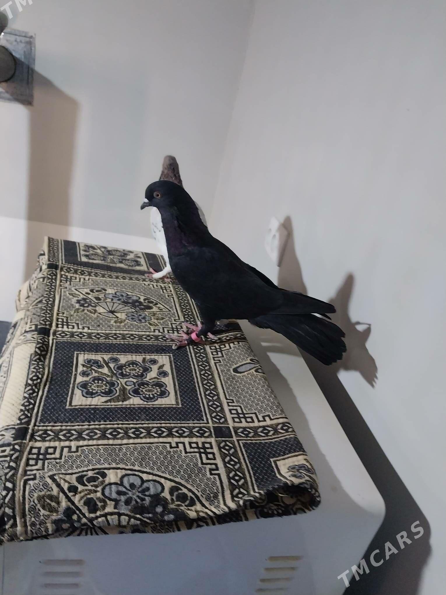 KEPDERI. - Мургап - img 3