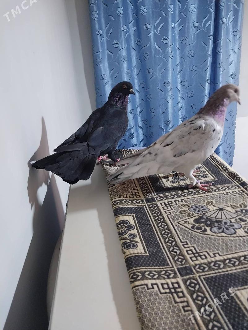 KEPDERI. - Мургап - img 9