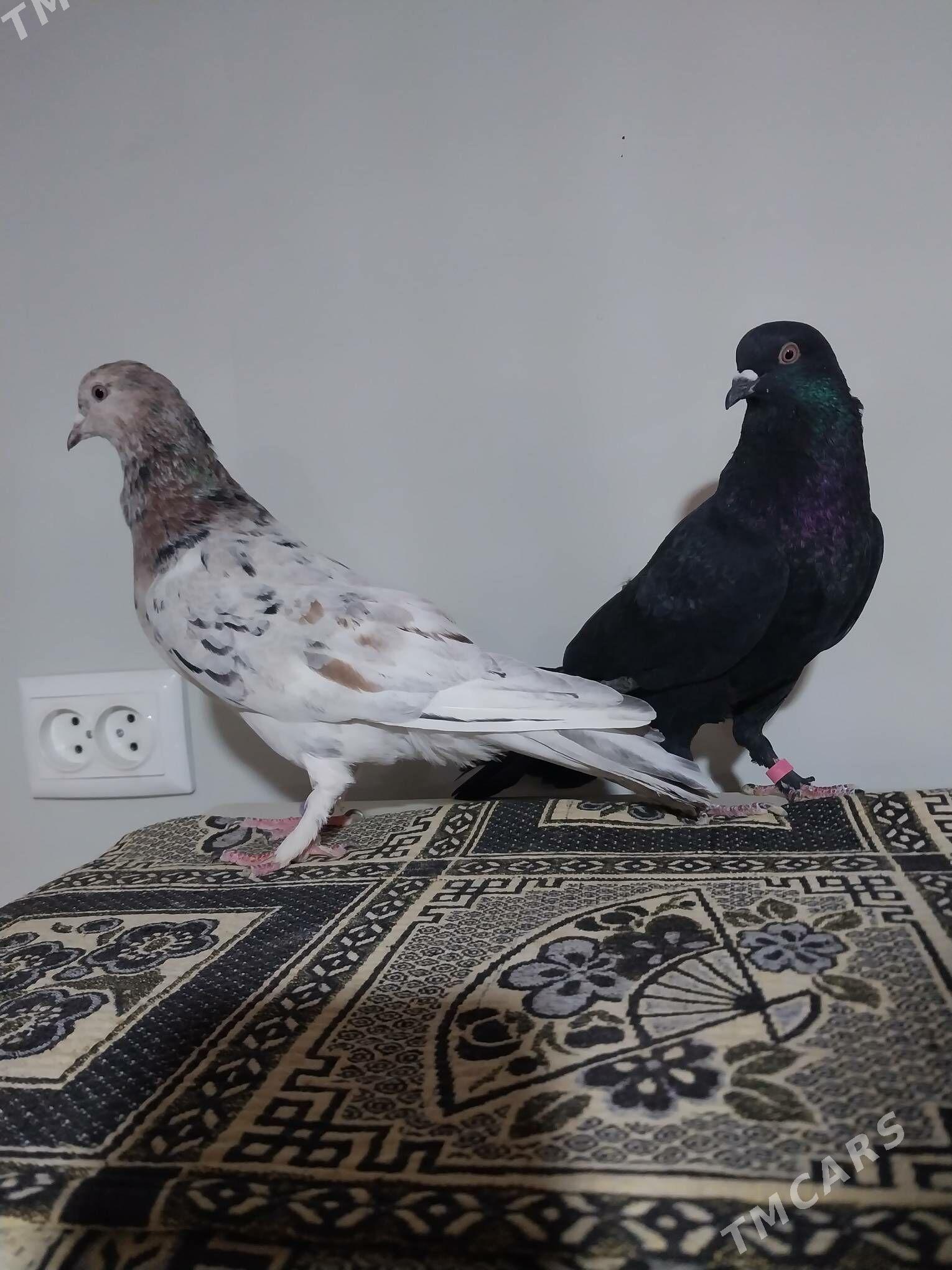 KEPDERI. - Мургап - img 10