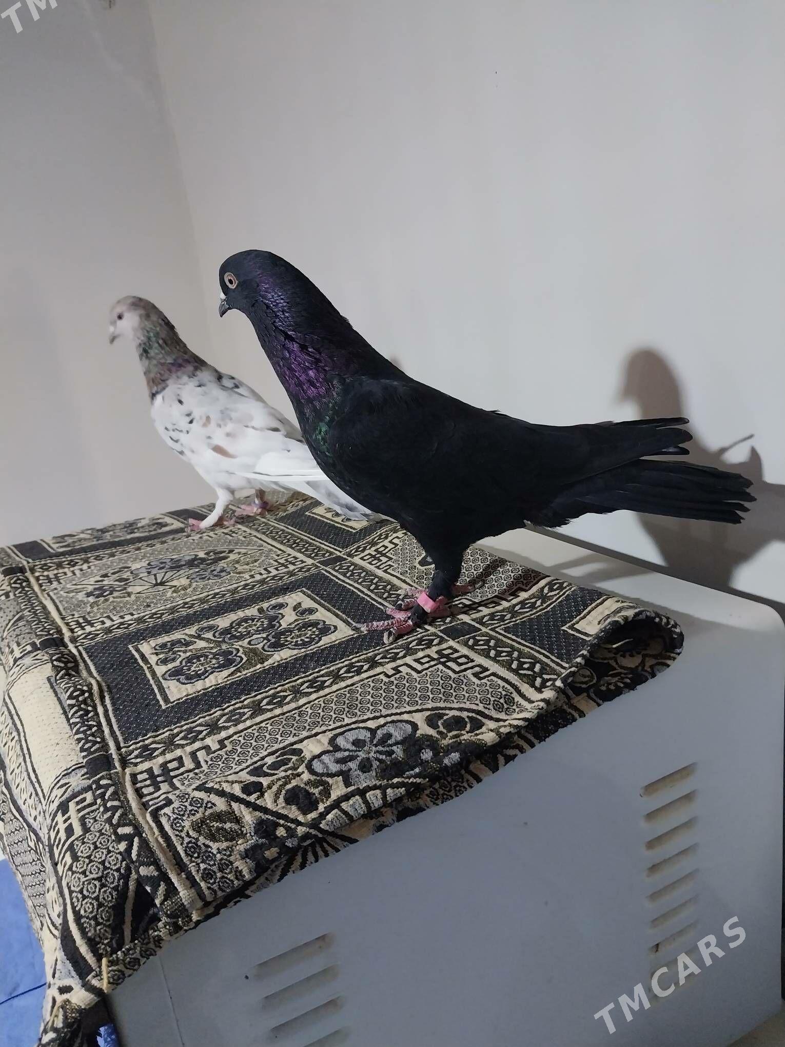 KEPDERI. - Мургап - img 2