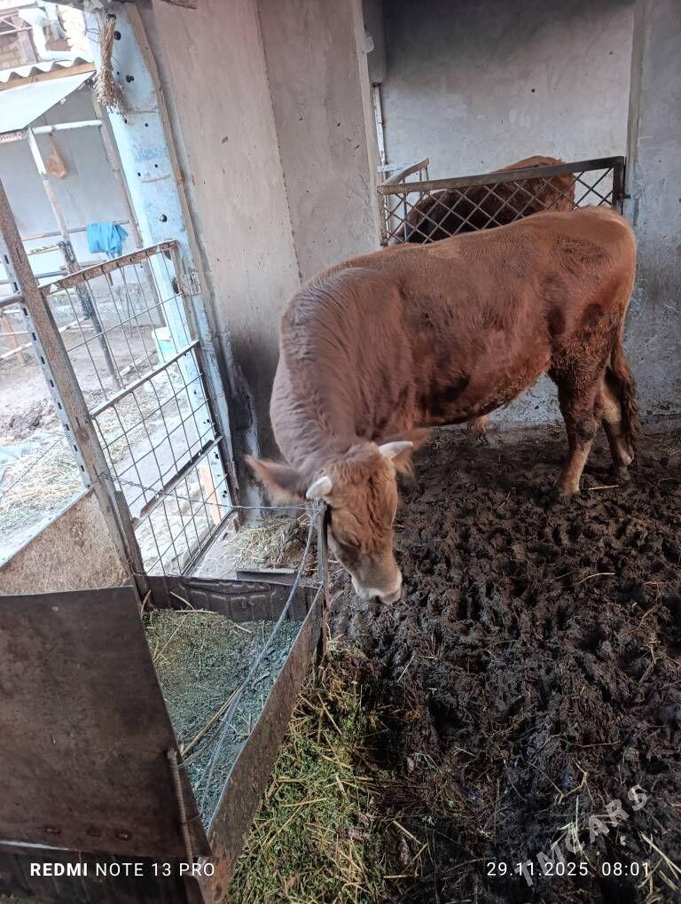 окуз - Туркменабат - img 3