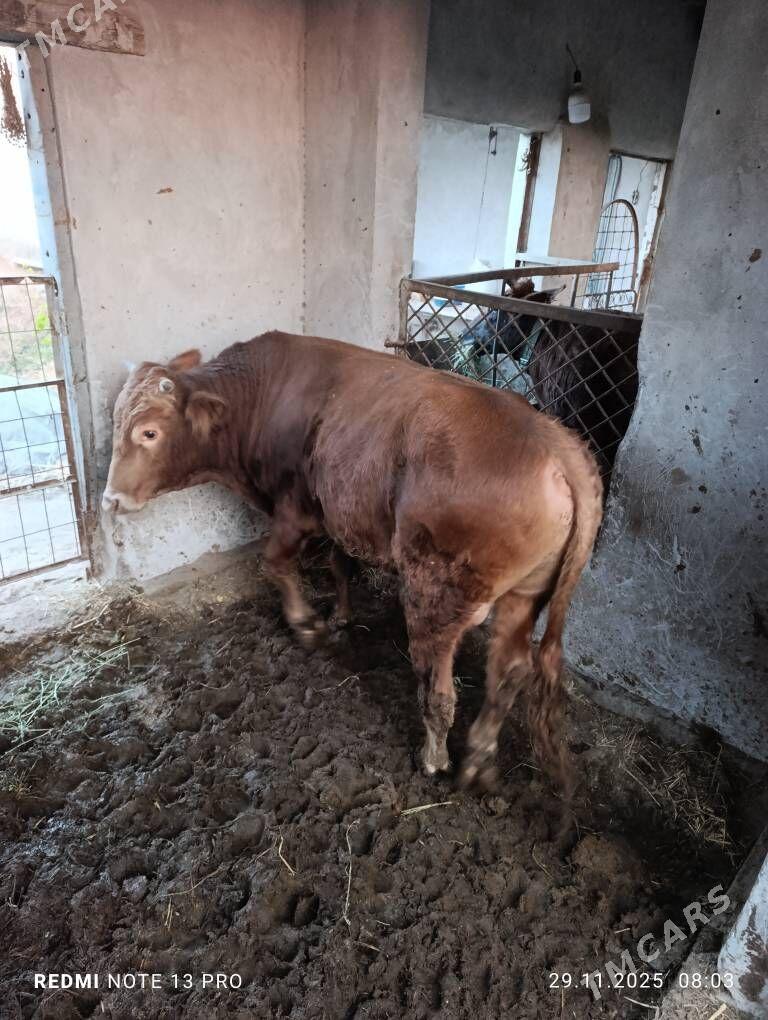 окуз - Туркменабат - img 4