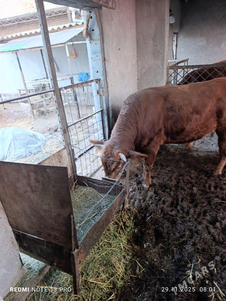 окуз - Туркменабат - img 2