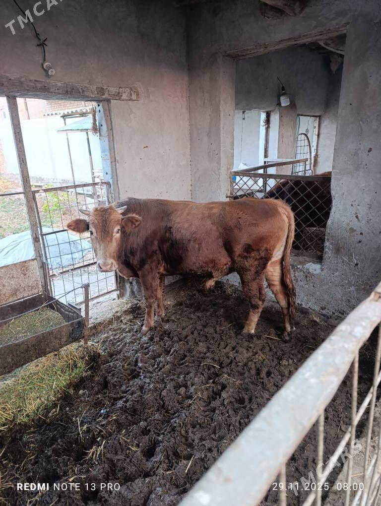 окуз - Туркменабат - img 5