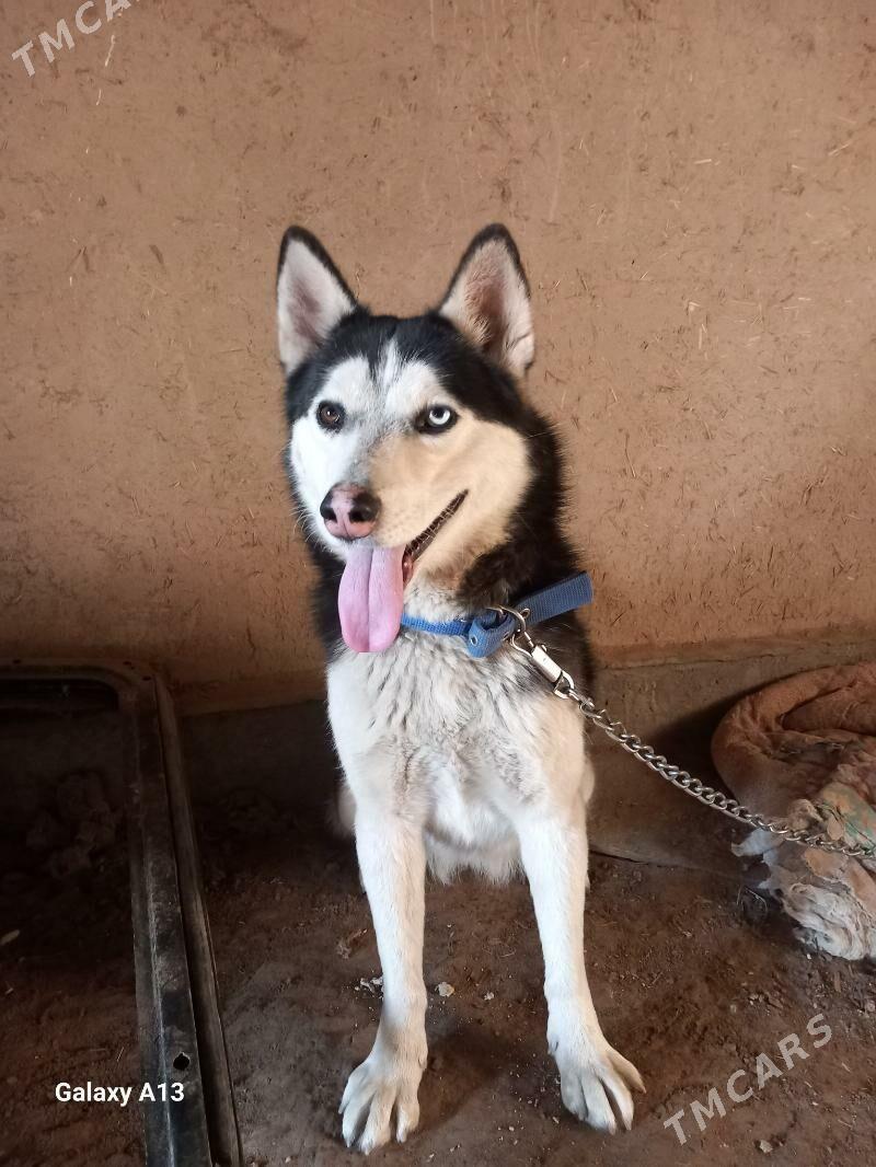 Хайиски - Гороглы (Тагта) - img 1