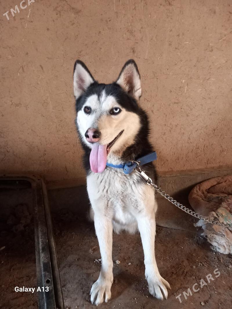 Хайиски - Görogly (Tagta) - img 3