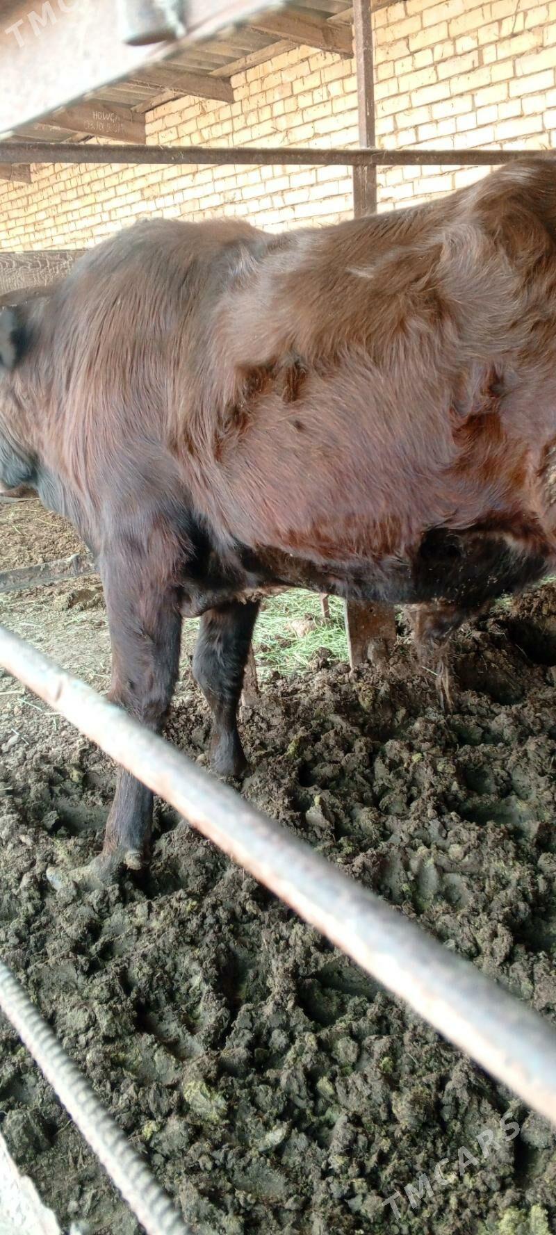 Bakulan öküz - Mary - img 3