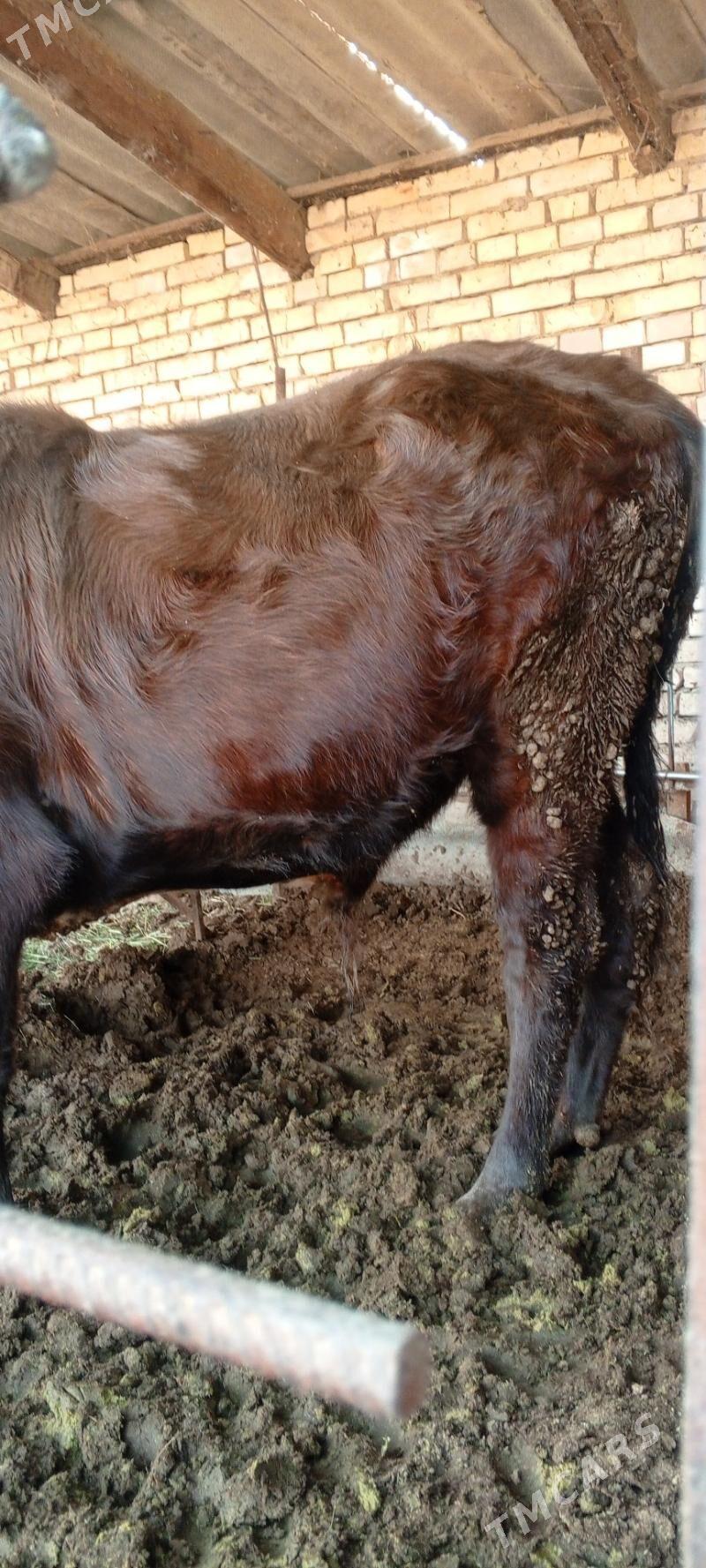 Bakulan öküz - Mary - img 2