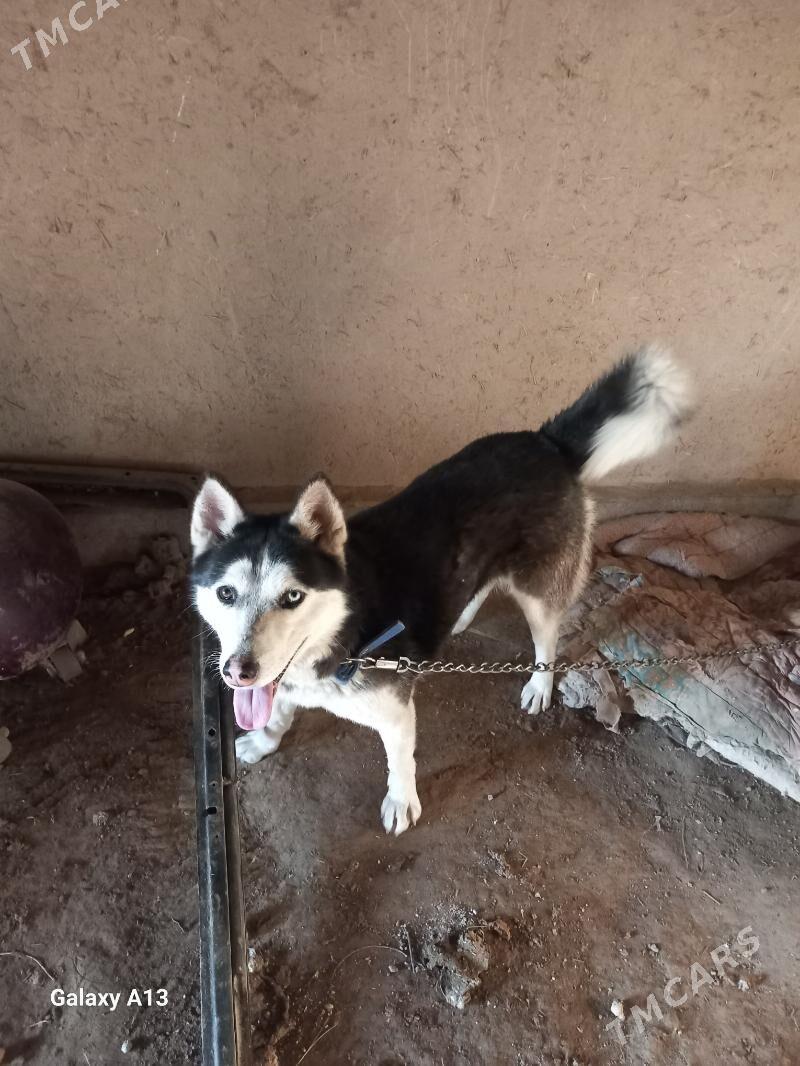 Хайиски - Görogly (Tagta) - img 2