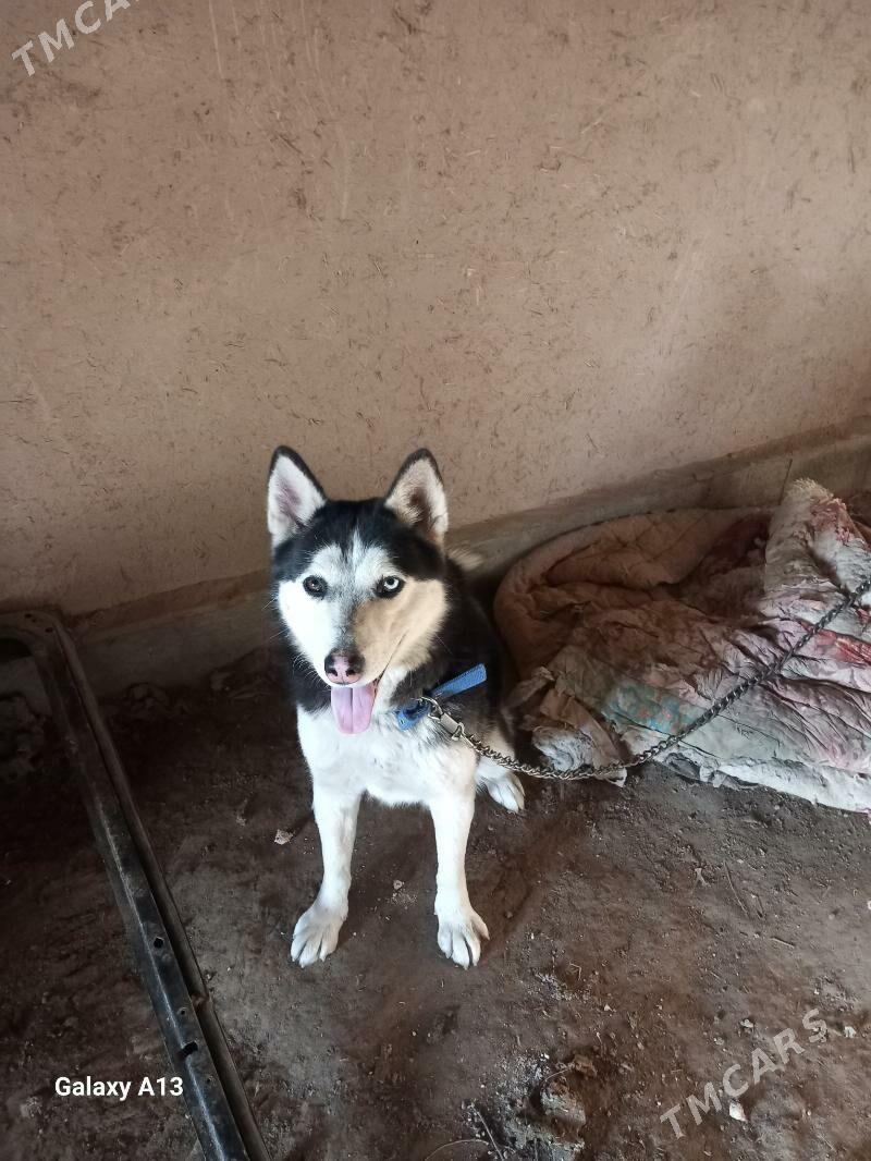 Хайиски - Görogly (Tagta) - img 4