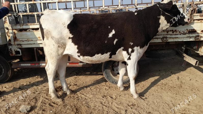 Golishdeyin arginal tuwe - Ёлётен - img 2