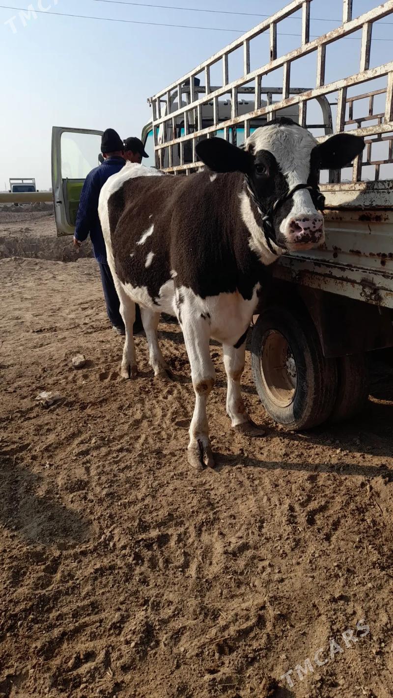 Golishdeyin arginal tuwe - Ёлётен - img 3