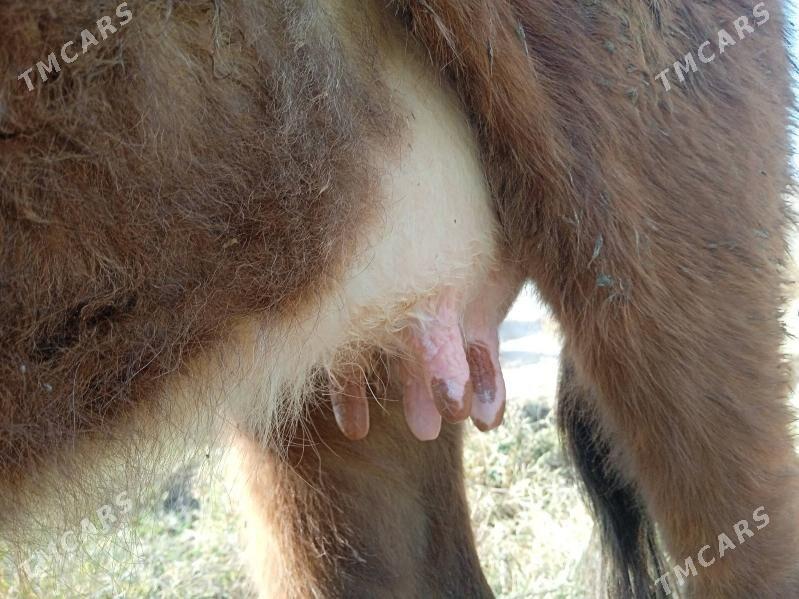 GÖLELI SYGYR - Гёкдепе - img 3