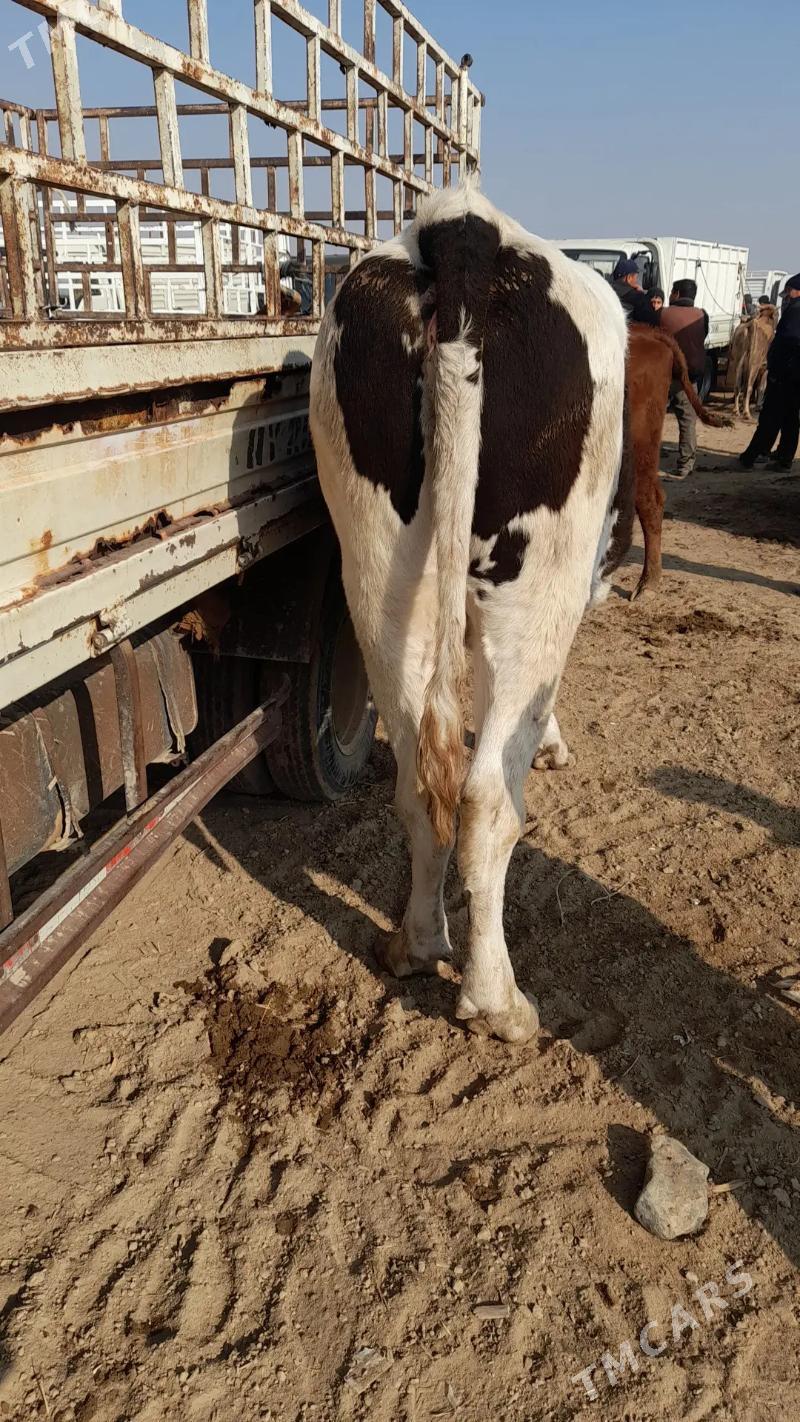 Golishdeyin arginal tuwe - Ёлётен - img 4