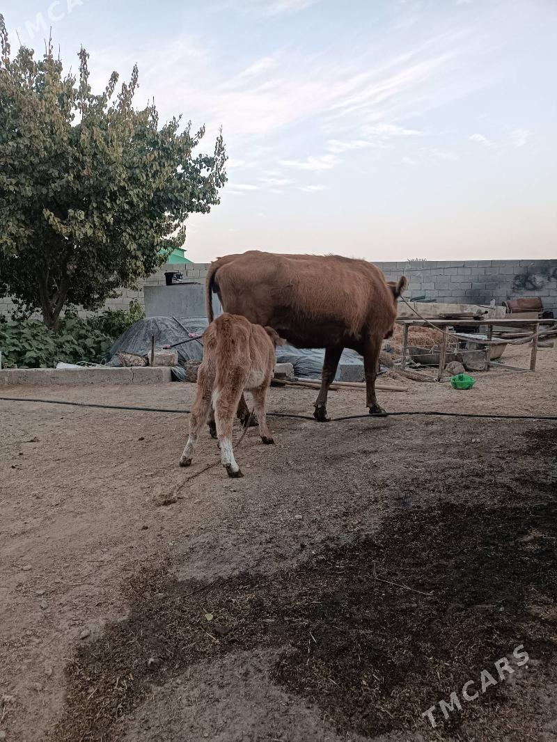 GÖLELI SYGYR - Гёкдепе - img 4