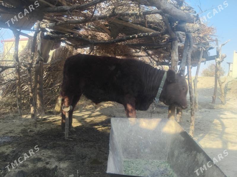 Ókiz gulajyn - Mary - img 3