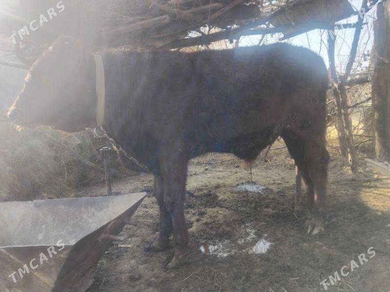 Ókiz gulajyn - Mary - img 2