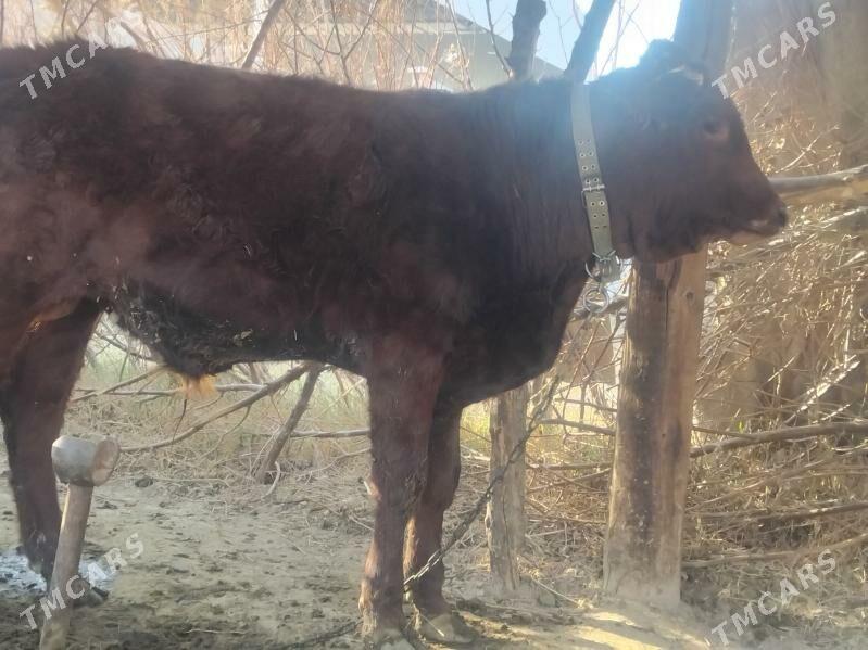 Ókiz gulajyn - Mary - img 4