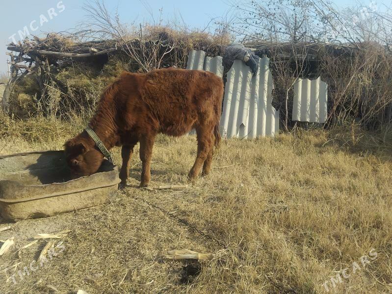 Ókiz gulajyn - Mary - img 6