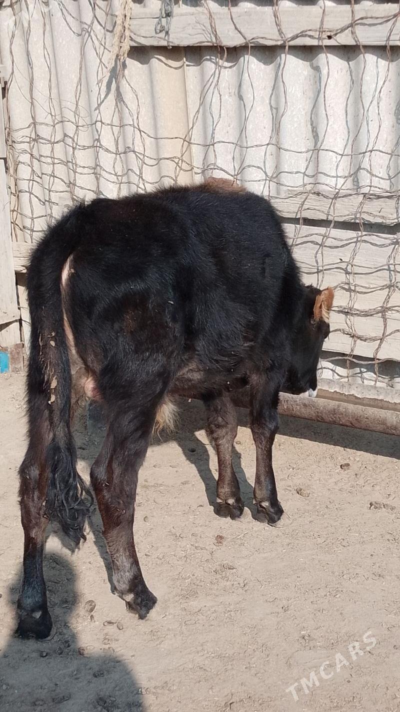 öküz - Эсенгулы - img 3