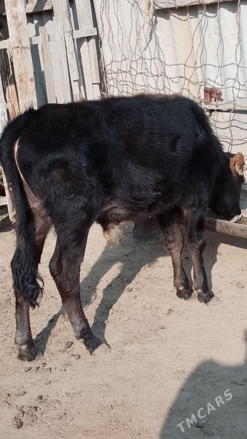 öküz - Эсенгулы - img 2