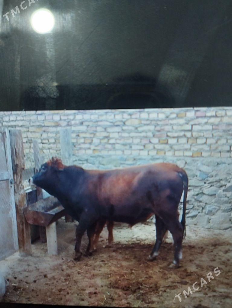 öküz - Bereket - img 2