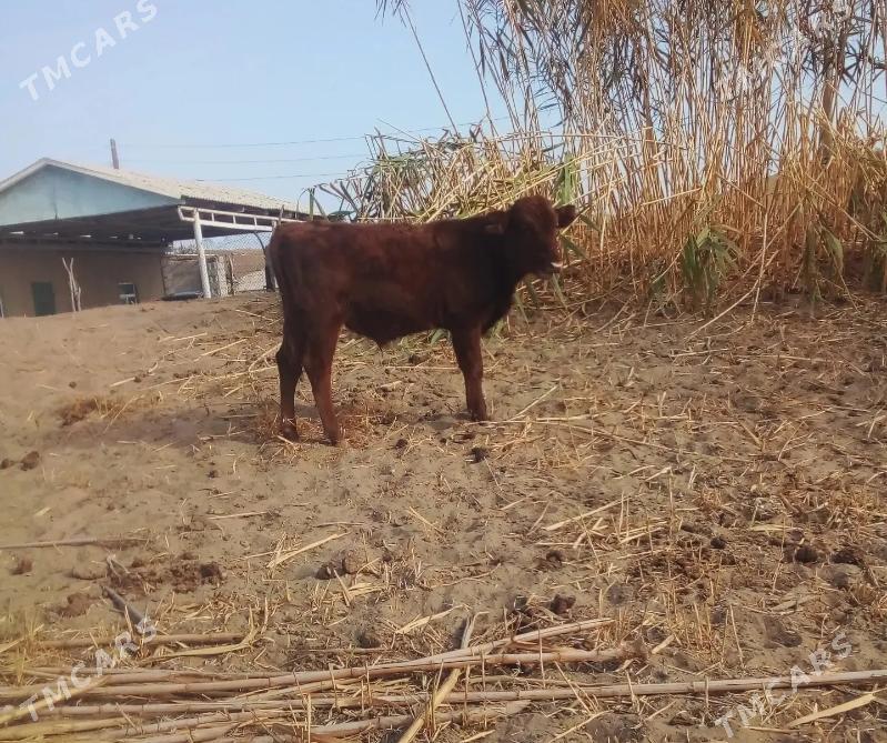 Gole - Balkanabat - img 5