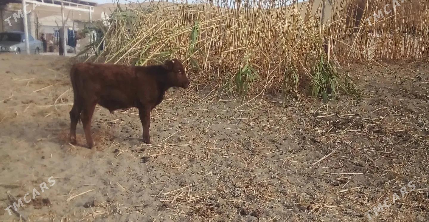 Gole - Balkanabat - img 4