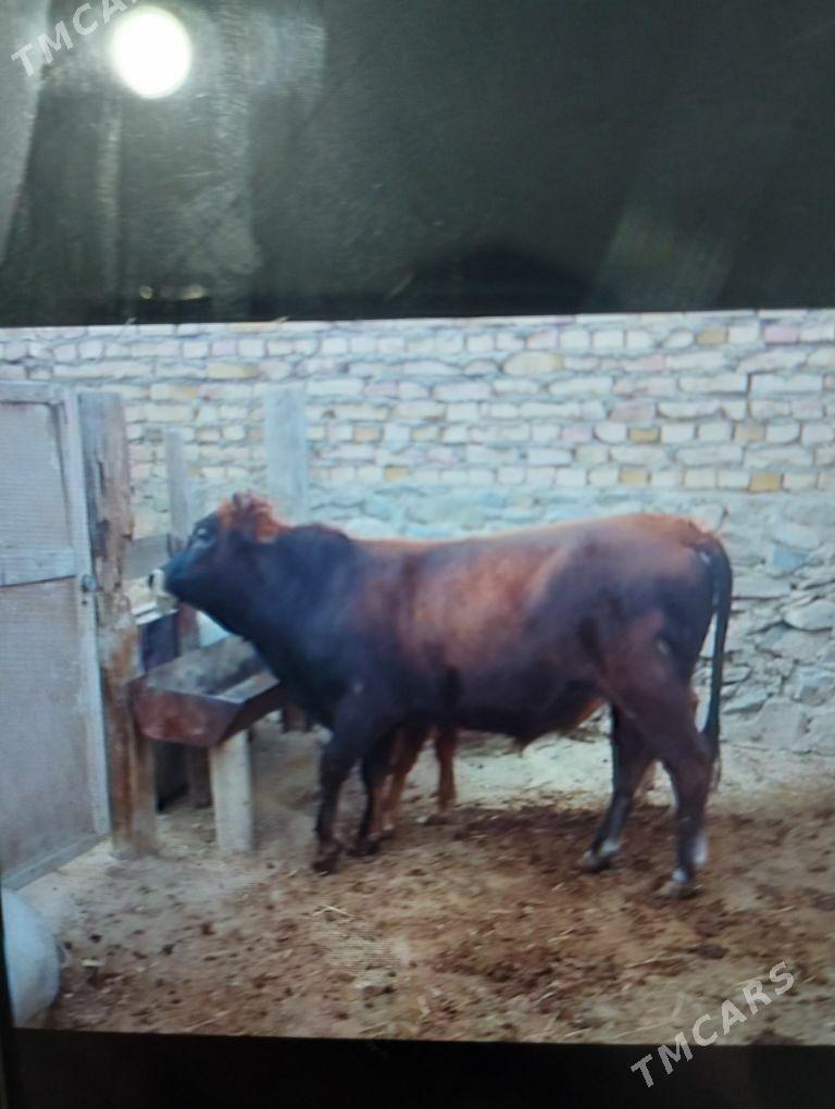 öküz - Bereket - img 1