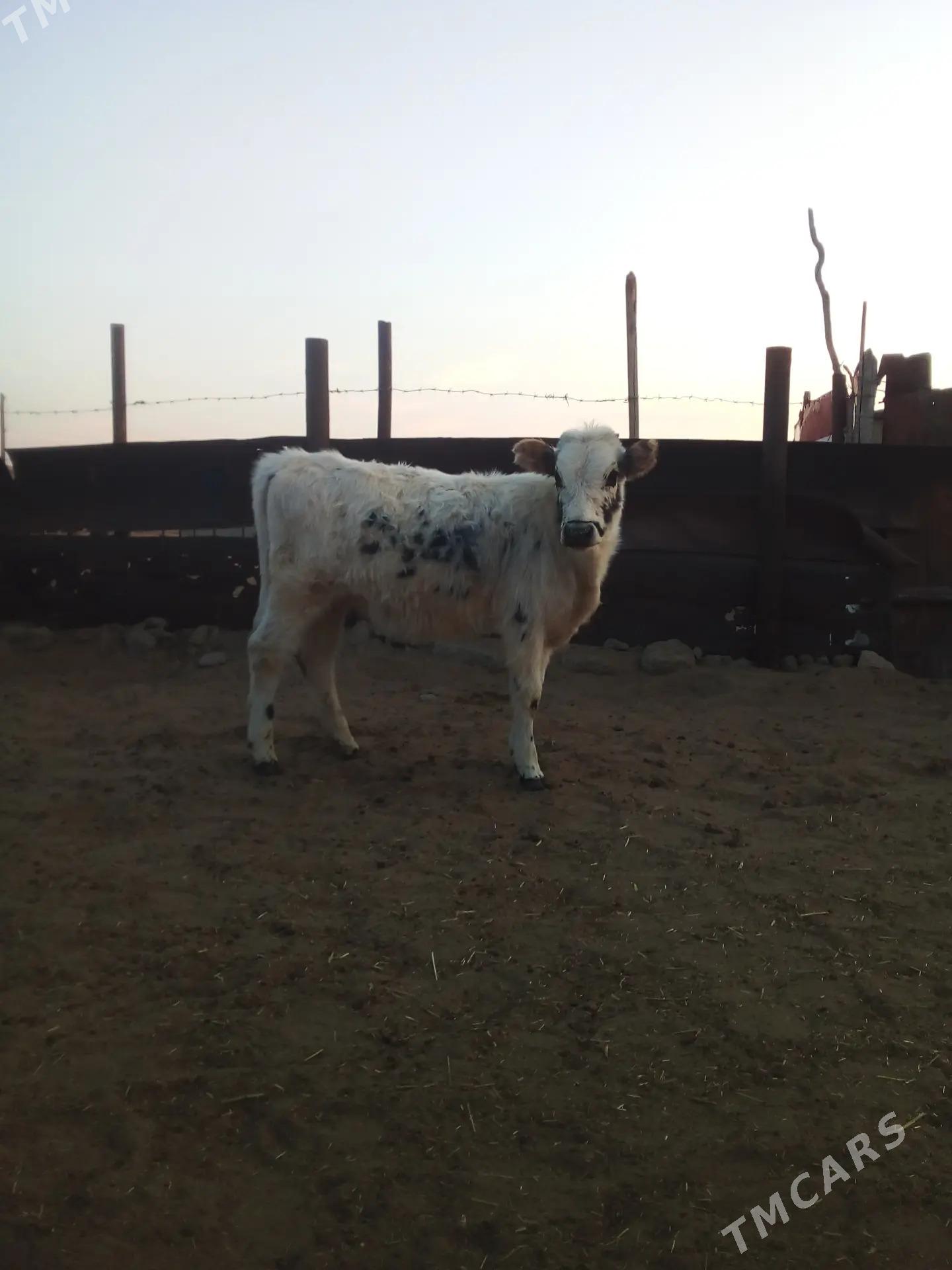 Gole - Balkanabat - img 3