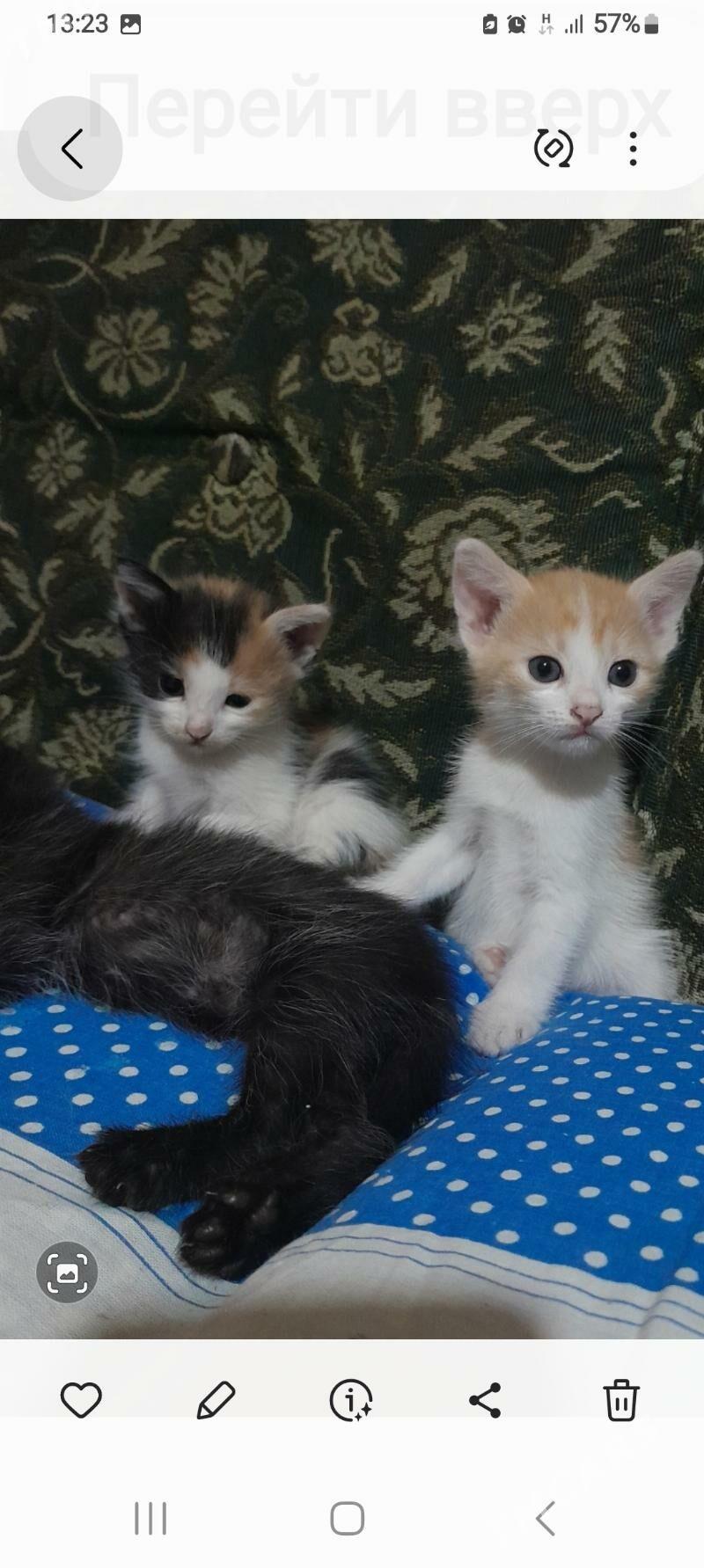 Котята. - Aşgabat - img 1