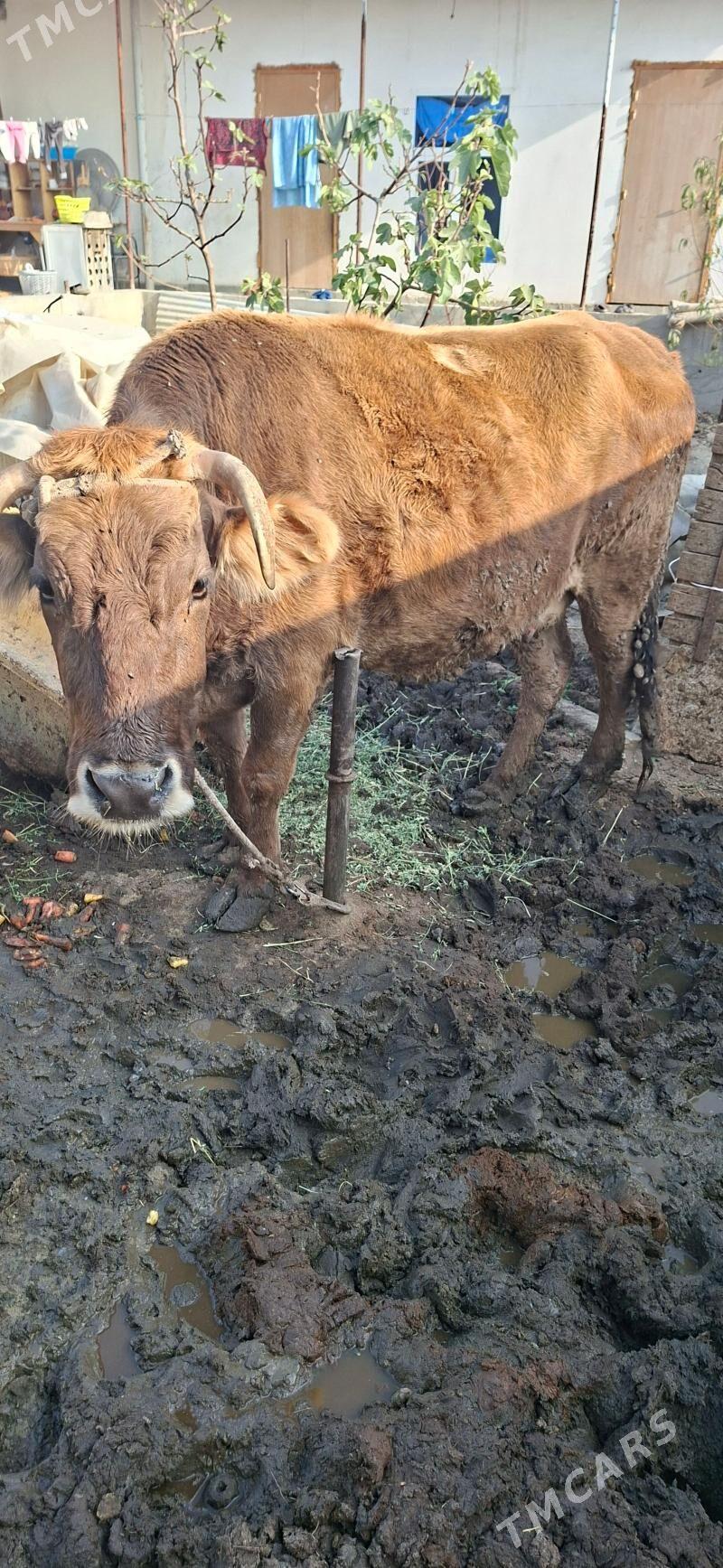 Sygyr bakylyp otran - Гёкдепе - img 4