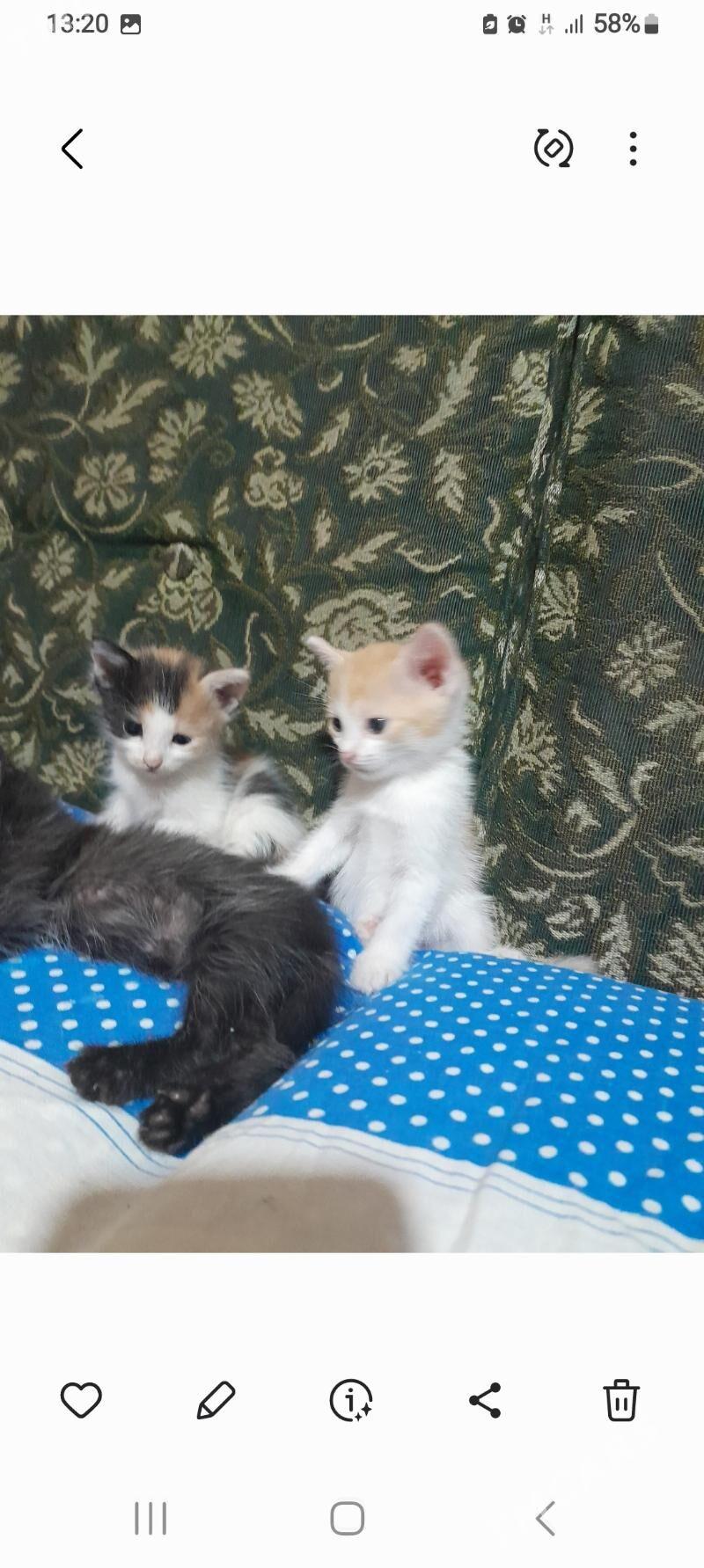 Котята. - Aşgabat - img 5