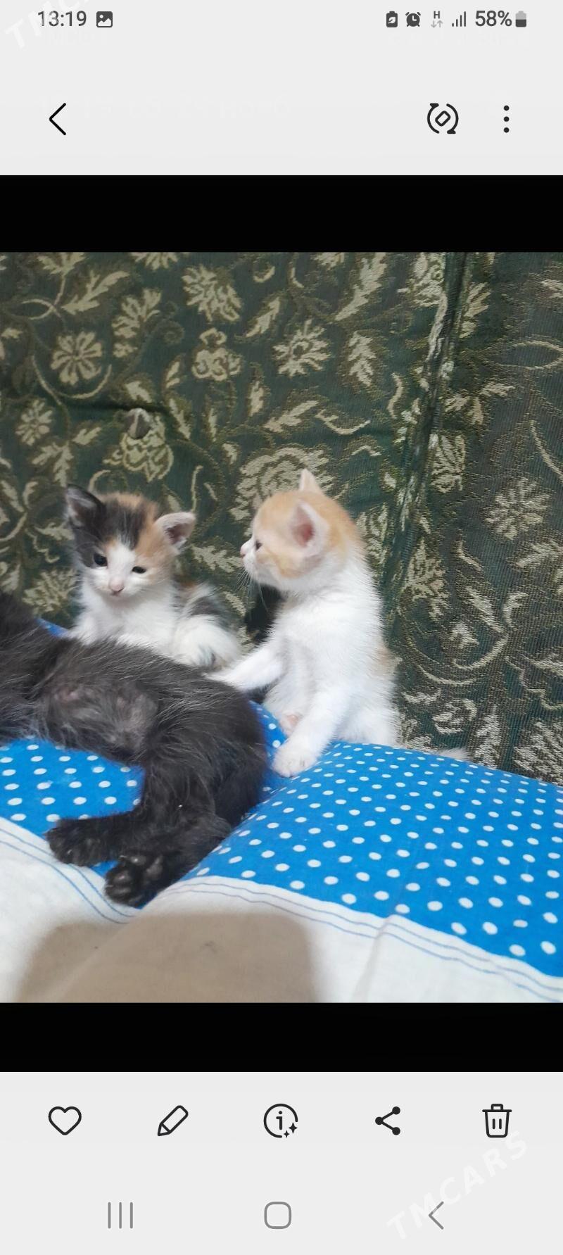 Котята. - Aşgabat - img 6