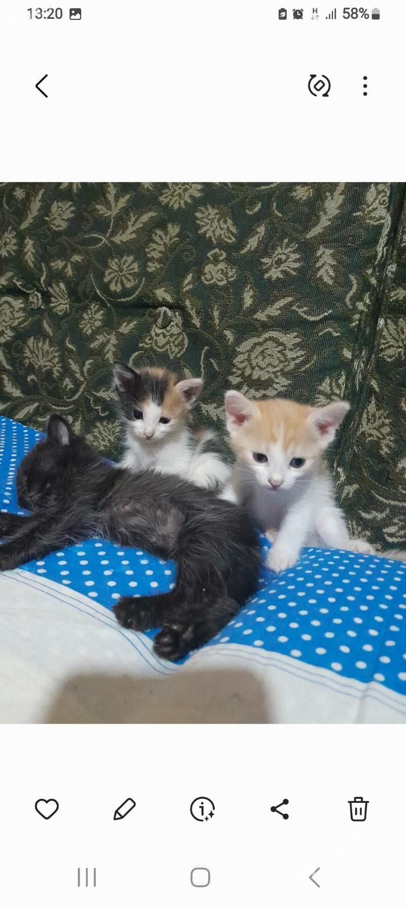 Котята. - Aşgabat - img 3