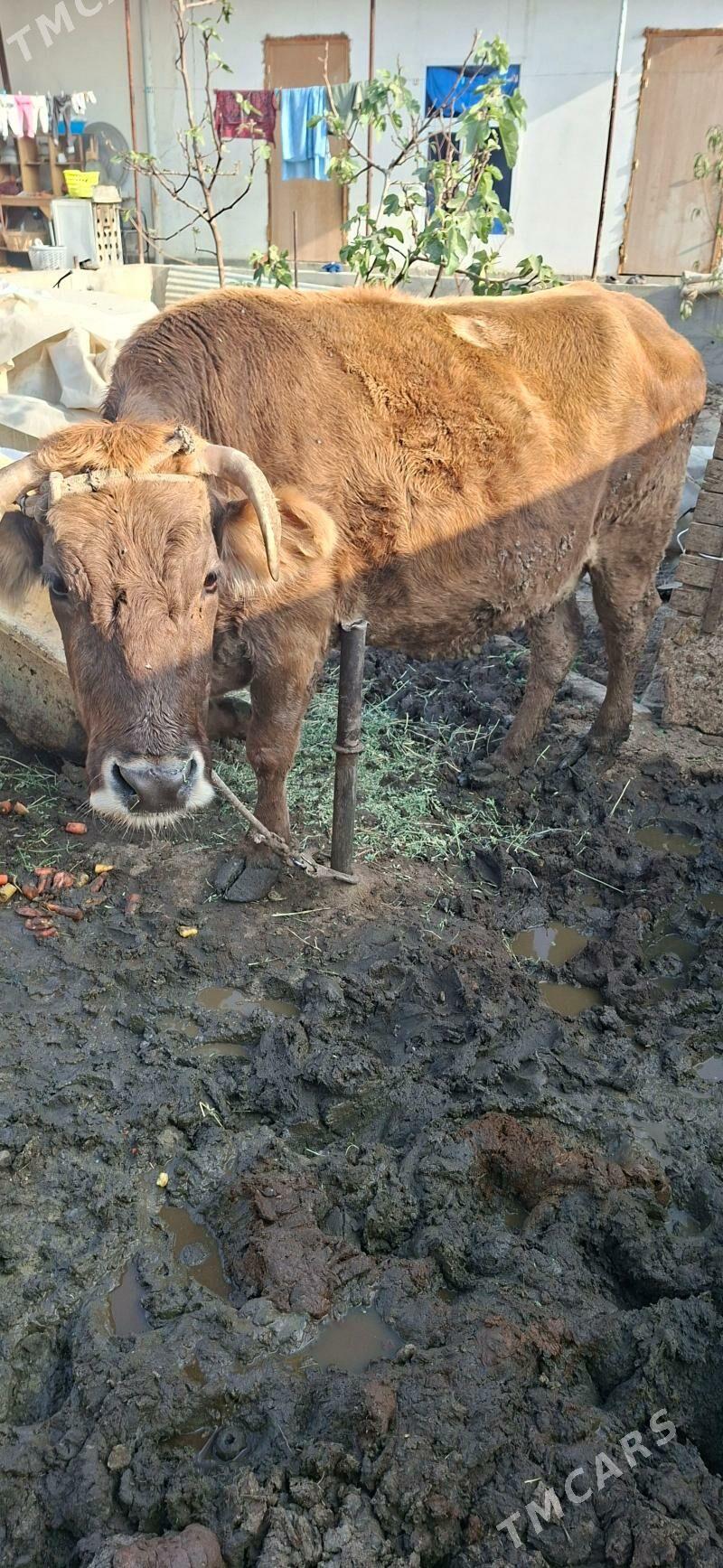 Sygyr bakylyp otran - Гёкдепе - img 5