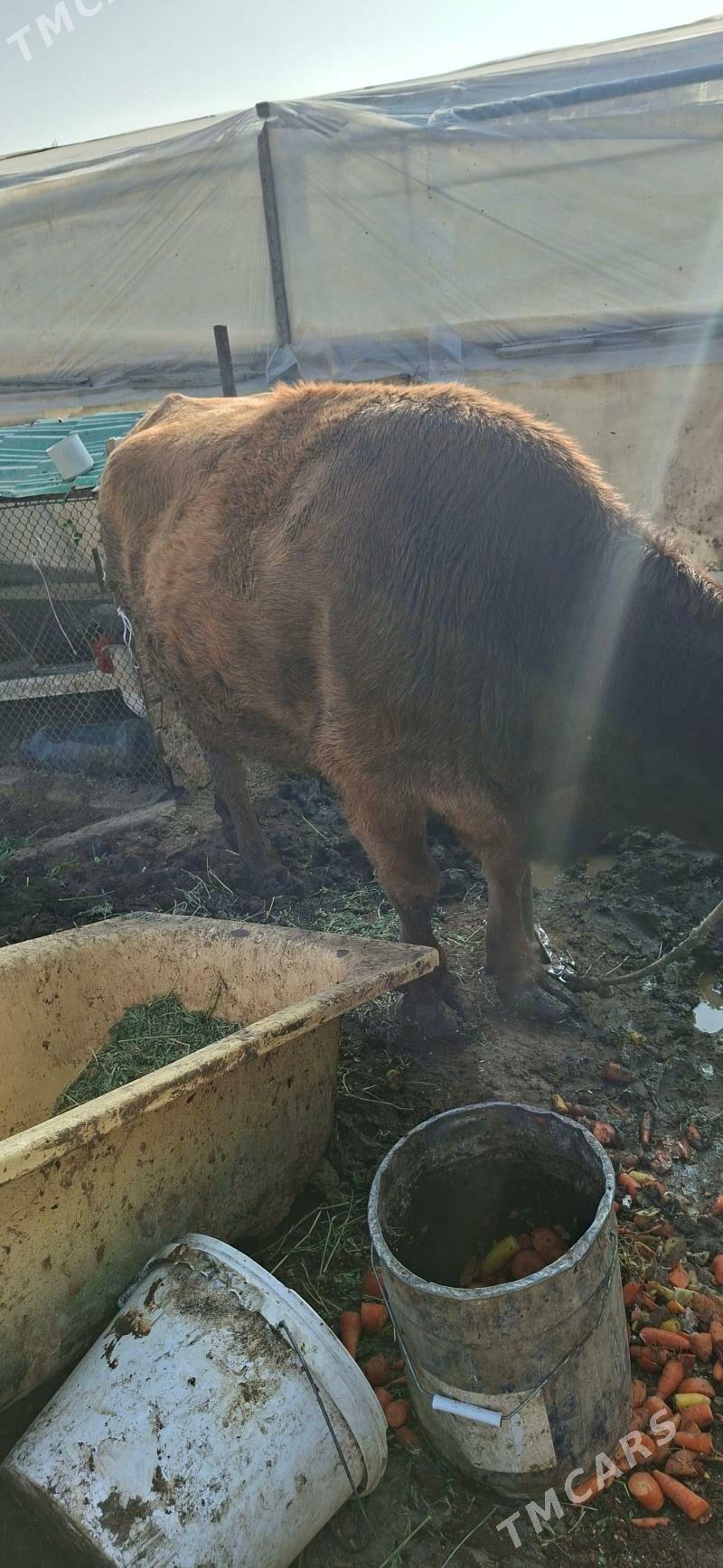 Sygyr bakylyp otran - Гёкдепе - img 3