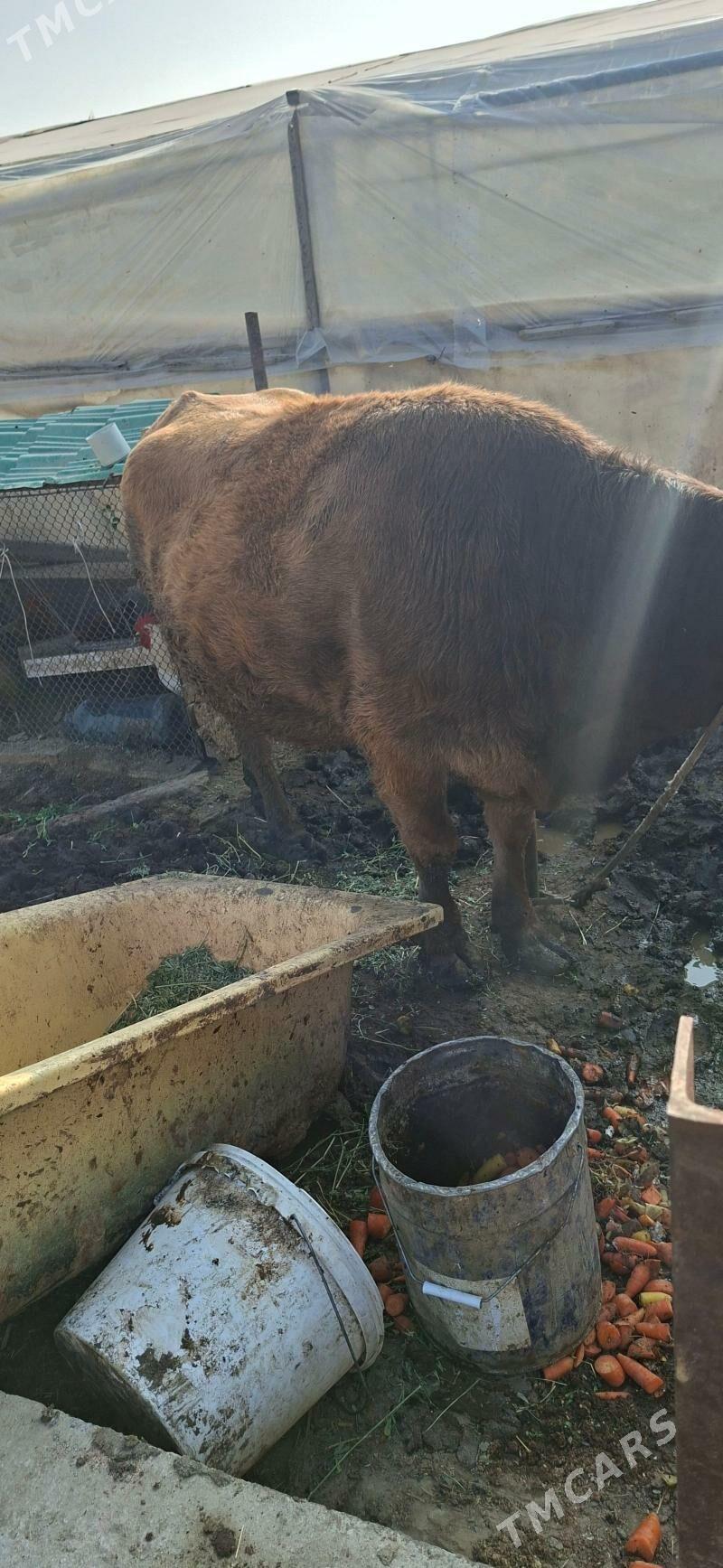 Sygyr bakylyp otran - Гёкдепе - img 2